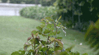 rain-in-garden-gif.gif