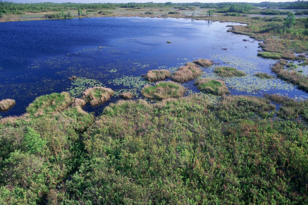 Wetland_area_of_shallow_water_and_land.jpg